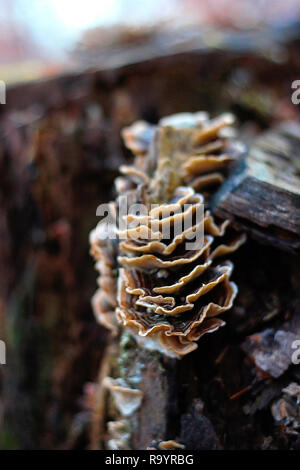 La fructification d'un support de smoky smoky / polypore (Bjerkandera adusta) poussant sur un tronc de hêtre en hiver. Banque D'Images