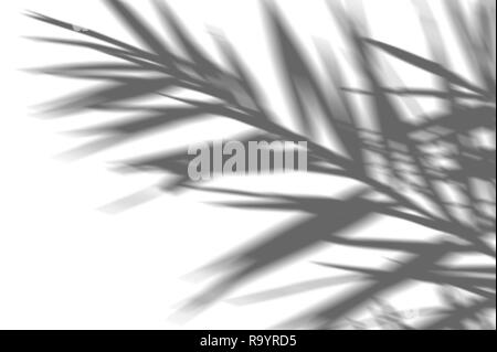 Résumé fond de feuilles de palmier exotique de l'ombre sur un mur blanc. Le blanc et le noir pour la superposition d'une photo ou d'une maquette Banque D'Images