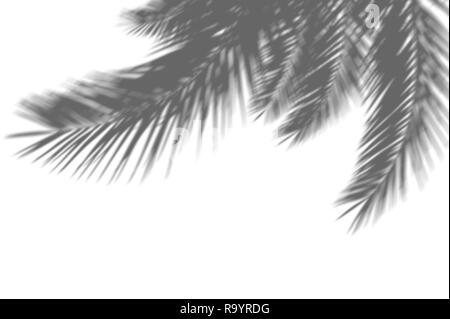 Résumé fond d'ombres feuilles de palmier exotique sur un mur blanc. Le blanc et le noir pour la superposition d'une photo ou d'une maquette Banque D'Images