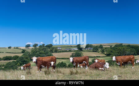 Hereford le pâturage du bétail dans les pâturages de montagne sèche, Cumbria, Royaume-Uni. Banque D'Images
