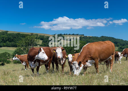 Hereford le pâturage du bétail dans les pâturages de montagne sèche, Cumbria, Royaume-Uni. Banque D'Images