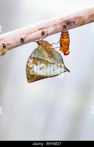 Une ligne de prêt à sortir des chrysalides de la plaine tiger, papillon Danaus chrysippe, collés à un bâton. Un papillon a éclos de chrysalide et est en pleine expansion Banque D'Images