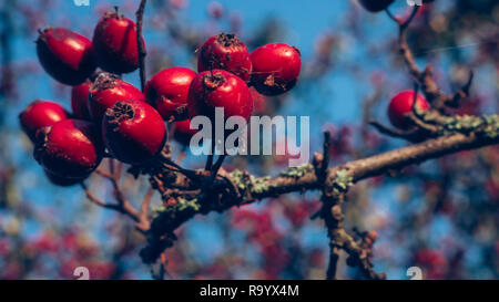 Red Rose Hips sous ciel bleu en automne Banque D'Images