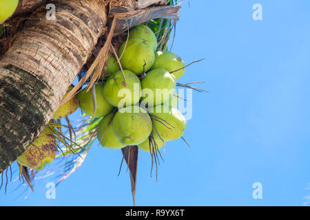 Plus près de l'arbre de noix de coco sur cluster mer ciel lumineux. Banque D'Images