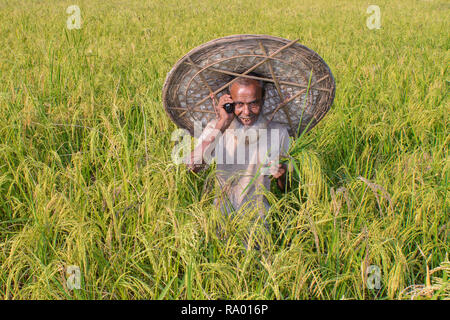 La culture du riz au Bangladesh Banque D'Images