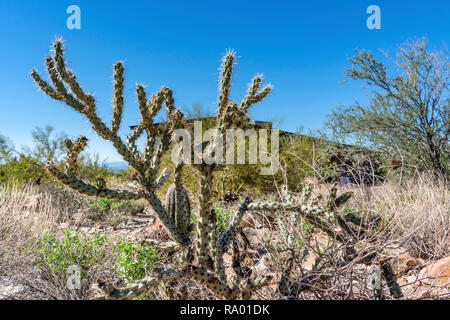 Buckhorn Cholla Cactus, désert, désert de Sonora Banque D'Images