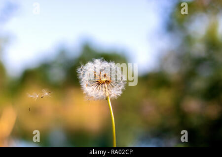 Graines de pissenlit dans la lumière du soleil du matin souffle loin sur un fond vert frais Banque D'Images