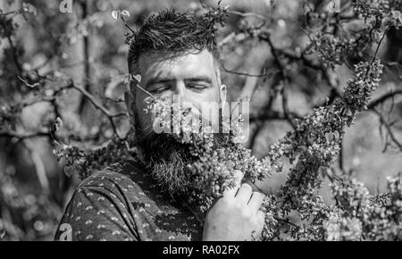 Homme barbu avec coupe fraîche renifle bloom de judas tree. Concept de la tranquillité. Homme avec barbe et moustache sur le visage paisible près de fleurs aux beaux jours. Hipster bénéficie d'arôme de fleur de violette. Banque D'Images