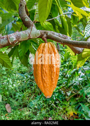 Non mûr de fruits de cacao Orange accrochée à la branche. Banque D'Images