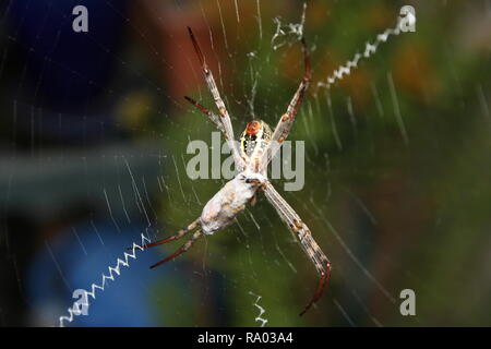 Spider - St Andrew's Cross avec des proies capturées l'art de la guerre Banque D'Images