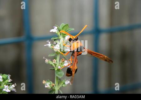 Potter orange 'Wasp Eumenes latreilli' Banque D'Images