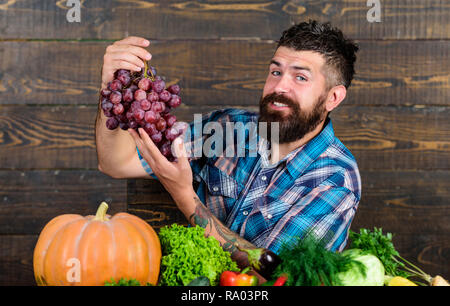 Légumes organic harvest. Concept de l'agriculture. À partir de raisins propre jardin. Barbu avec des agriculteurs sur la récolte des raisins de table tenir. Agriculteur fier de la récolte des raisins. Maintenir l'homme en bois raisins arrière-plan. Banque D'Images