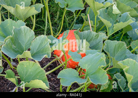 Rouge d'Estampe pumpkins croissant sur un allotissement, UK Banque D'Images