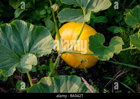 Rouge d'Estampe pumpkins croissant sur un allotissement, UK Banque D'Images