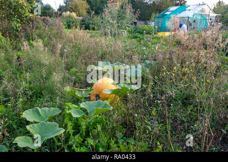 Rouge d'Estampe pumpkins croissant sur un allotissement, UK Banque D'Images