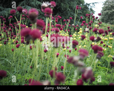Thistle brook rouge fleurit dans un jardin Banque D'Images