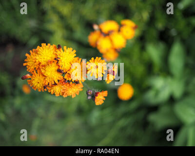 L'épervière fleur orange Banque D'Images