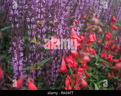 Fuschia rouge et violet fleurs salvia Banque D'Images