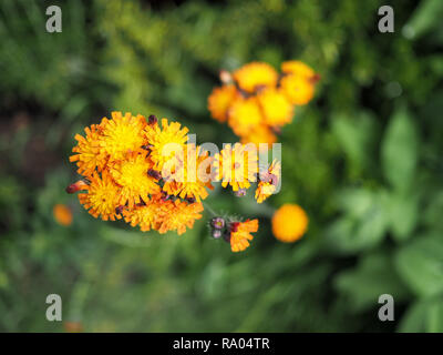 L'épervière fleur orange Banque D'Images