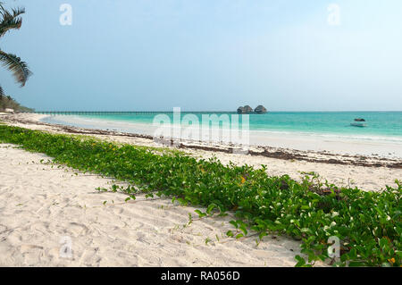 Vue de Zanzibar palms et meadow - Tropical Island - océan Indien - Afrique du Sud Banque D'Images