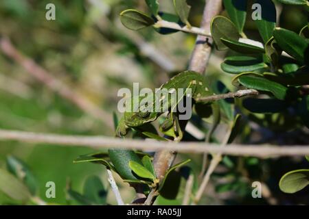 Un bébé Caméléon méditerranéen juvénile (Chamaeleo chamaeleon) déplaçant lentement sur un rameau d'olivier, Olea europaea rameau vert camouflé à Malte Banque D'Images