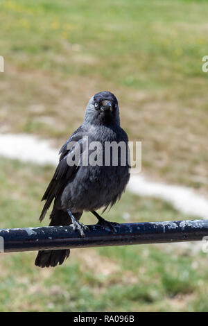 Choucas (Corvus monedula) perché sur un poteau de métal Banque D'Images