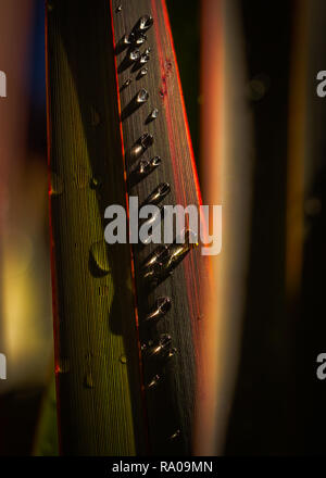 Les gouttelettes d'eau sur des plantes de jardin Banque D'Images