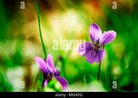 Un champ de belles violettes Banque D'Images