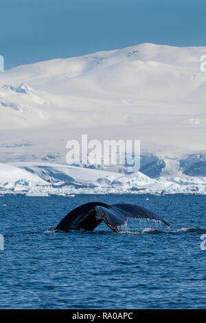 L'antarctique, péninsule Antarctique, dans le Nord de Gerlache, Charlotte Bay. Baleine à bosse (Megaptera novaeangliae) Banque D'Images