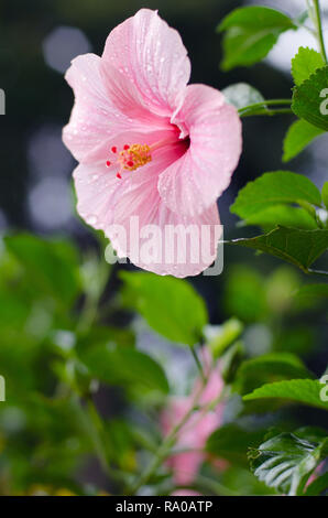 Magnifique fleur d'Hibiscus Rose libre au Sri Lanka Banque D'Images