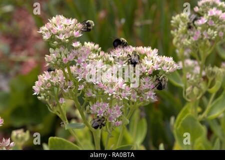 Les bourdons profitant Stonecrop Sedum en fleur rose Banque D'Images