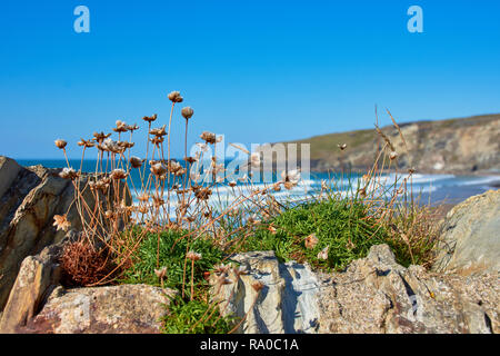 Plantes en face de Trebarwith Strand beach, North Cornwall Banque D'Images