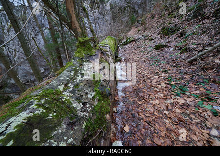 Arbre tombé couvert de mousse à côté d'un étroit sentier de randonnée dans la gorge de Steinwandklamm, Autriche. Banque D'Images