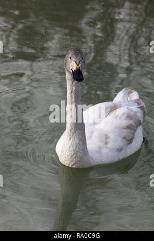 Seule la natation swan Banque D'Images