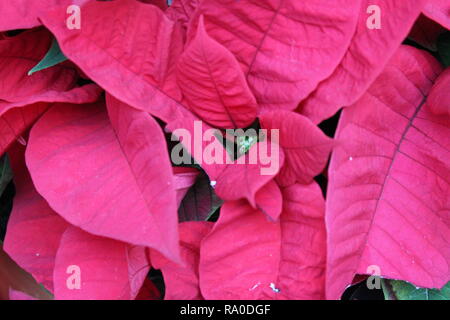 Plante à fleurs poinsettia rouge sur l'affichage comme décorations de Noël à la gare Union, une plaque tournante du transport dans la région de Chicago, Illinois. Banque D'Images