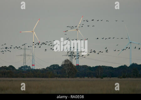 Grue cendrée (Grus grus) grand troupeau battant et d'atterrissage en face des éoliennes, Hesse, Allemagne Banque D'Images