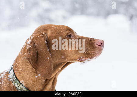 Un close-up head shot of a dog hongrois Vizsla devint (Pointeur) dans la neige couverts de flocons de neige. Banque D'Images
