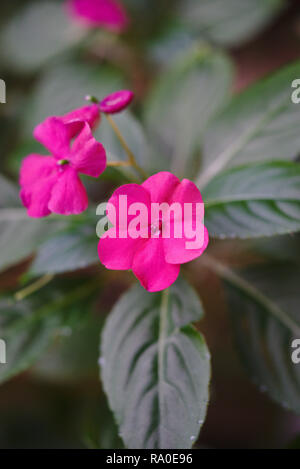 Fleurs rose impatience (Impatiens walleriana) dans grande usine, on branch Banque D'Images