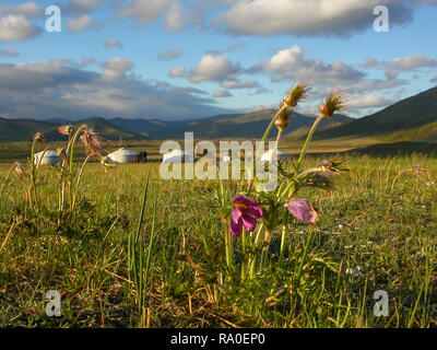 Camp de yourtes dans la steppe mongole en fleurs avec des fleurs sauvages, de la vallée de la rivière Tuul, Khan Khentii, Mongolie Banque D'Images