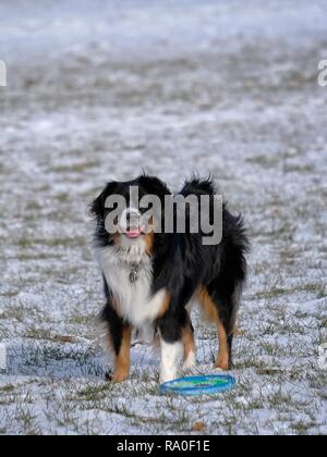 Berger Australien miniature des frisbees Banque D'Images