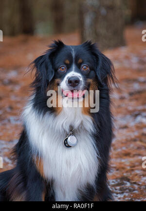 Portrait miniature Australian Shepherd Banque D'Images