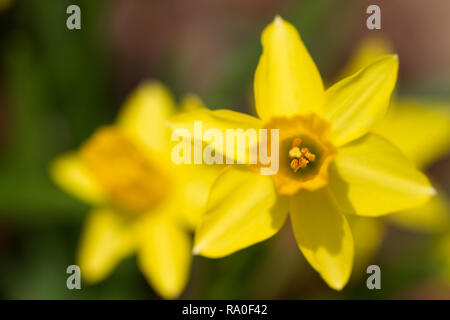 Jonquilles Banque D'Images