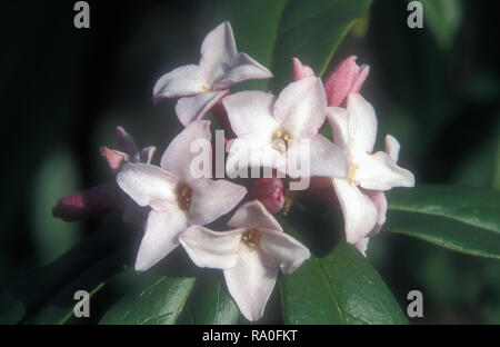 GROS PLAN DE DAPHNE BHOLUA (DAPHNE BHOLUA) 'JAQUELINE POSTILL'. Banque D'Images