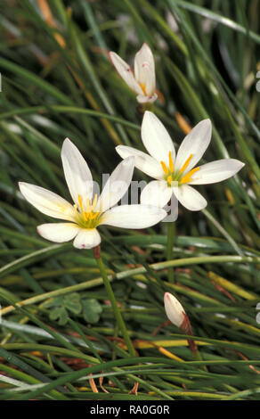 ZEPHYRANTHES CANDIDA (connu sous le nom de Lily, LILY Tempête de pluie, WEST WIND FLOWER OU CROCUS D'AUTOMNE) Banque D'Images