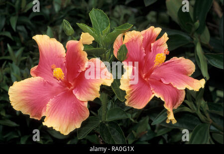 L'HIBISCUS ROUGE et JAUNE Banque D'Images