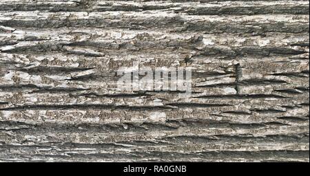 La texture d'allégement de l'écorce de chêne avec vert mousse et lichen bleu sur elle. Image panoramique d'une écorce d'arbre de texture. Banque D'Images