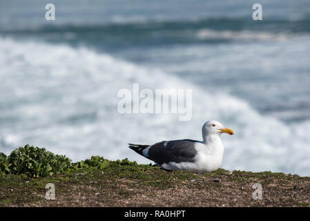 Un Western Gull californien (Larus occidentalis) se repose au soleil au-dessus de la côte ouest vallonnés surf à proximité Monterey en Californie, États-Unis Banque D'Images