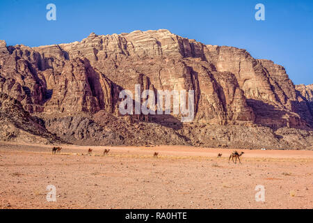 Les chameaux trekking à travers les sables du désert du Wadi Rum en Jordanie. Banque D'Images