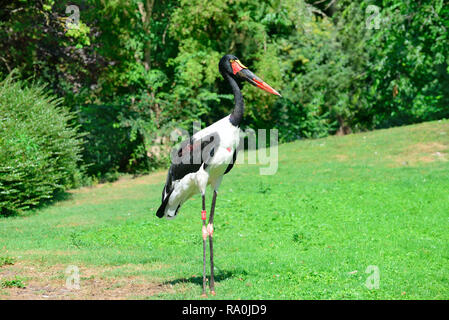 Cigogne noire dans le parc d'été Banque D'Images