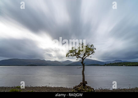 Lui n'a arbre au milieu des eaux calmes de la baie d'milarrochy ecosse Loch Lomond Banque D'Images